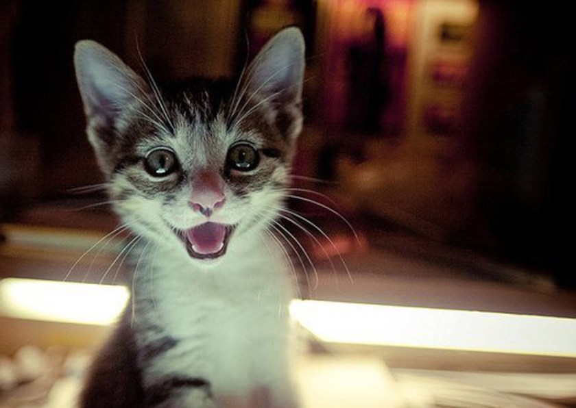 happyKitten